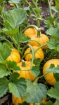 Zware oogst: zo ondersteun je pompoenen, meloenen en zwaar fruit