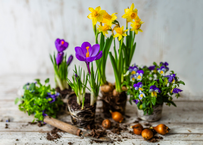Fleurige huis- en tuintips voor februari