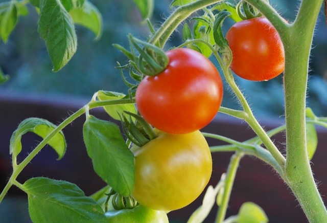 impliceren Ochtend munt Tomaten kweken - Peacock Garden Supports