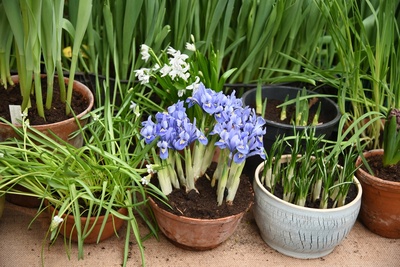 Toptips voor het planten van bloembollen