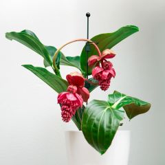 Indoor plant supports