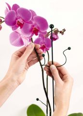 Mini Twiggy für Orchideen