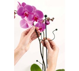 Mini Twiggy voor orchideeën