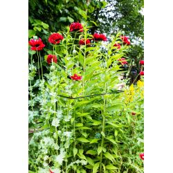 Plantensteun recht 100 x 40 cm - afbeelding 2