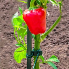 Produkte für den Gemüsegarten