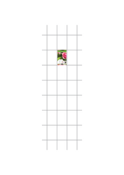 Trellis  Peacock S - Metal Galvanized