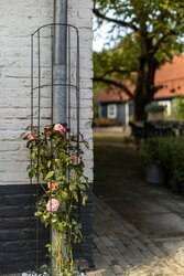 Trellis Regenpijp - Groen - 26 x 150 cm - afbeelding 2