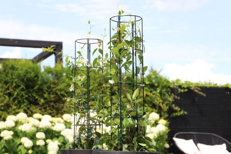 Trellis Vario halfrond S  - afbeelding 2